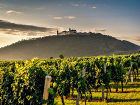 Weinlandschaft mit Stift Göttweig, © Wachau-Nibelungengau-Kremstal
