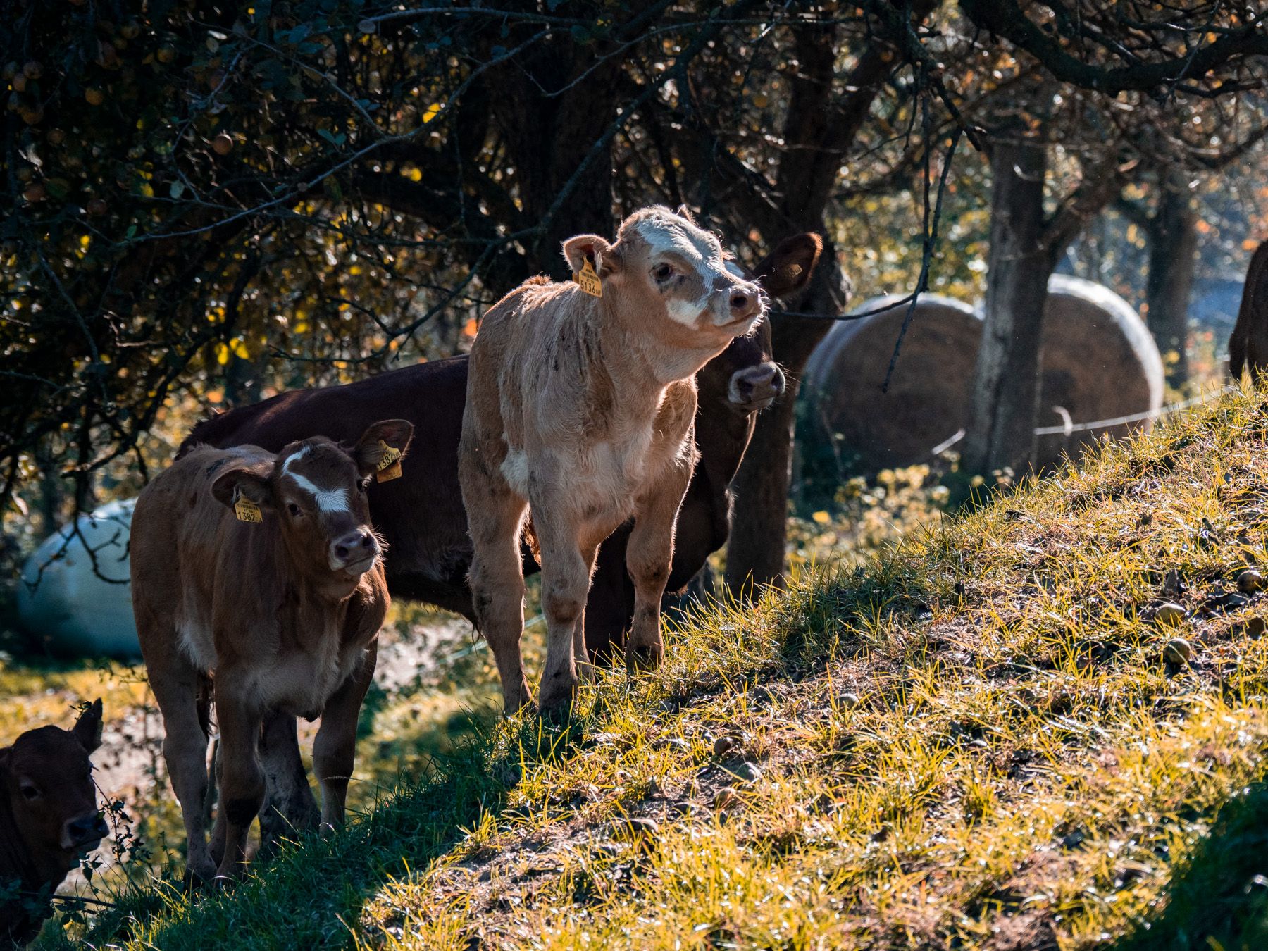 Mehrere Kälber stehen auf einer grünen Wiese im Schatten von Bäumen.