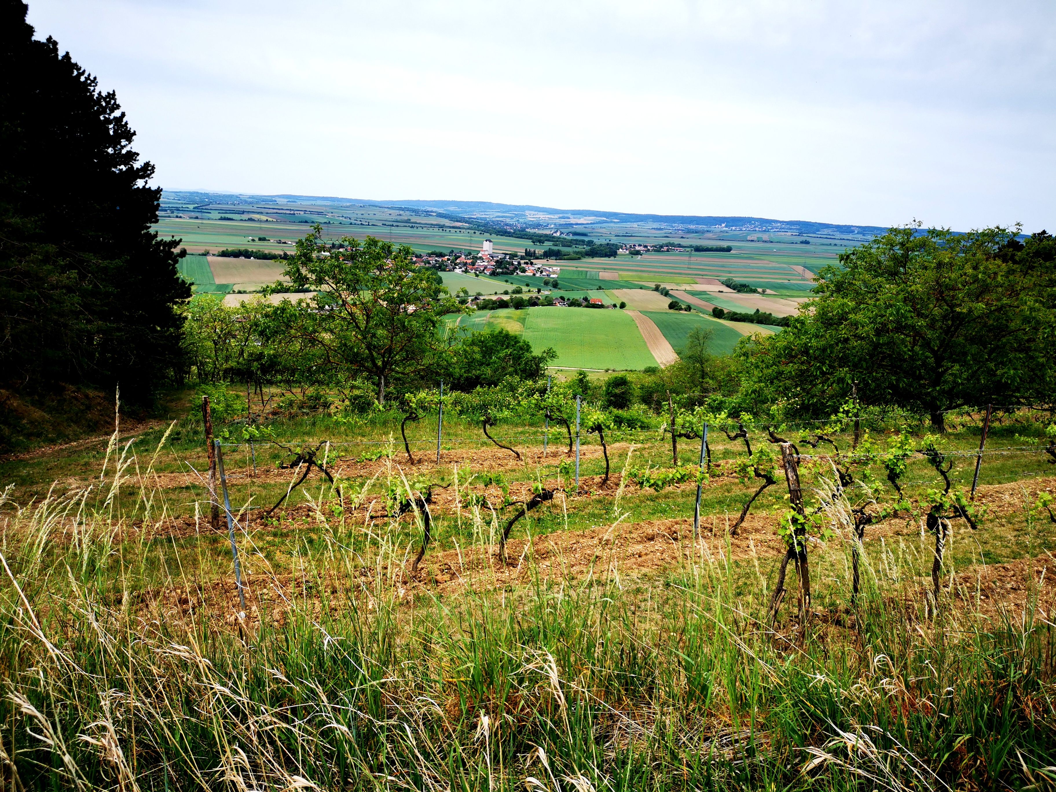 Weinberge und Felder im Weinviertel, Österreich.