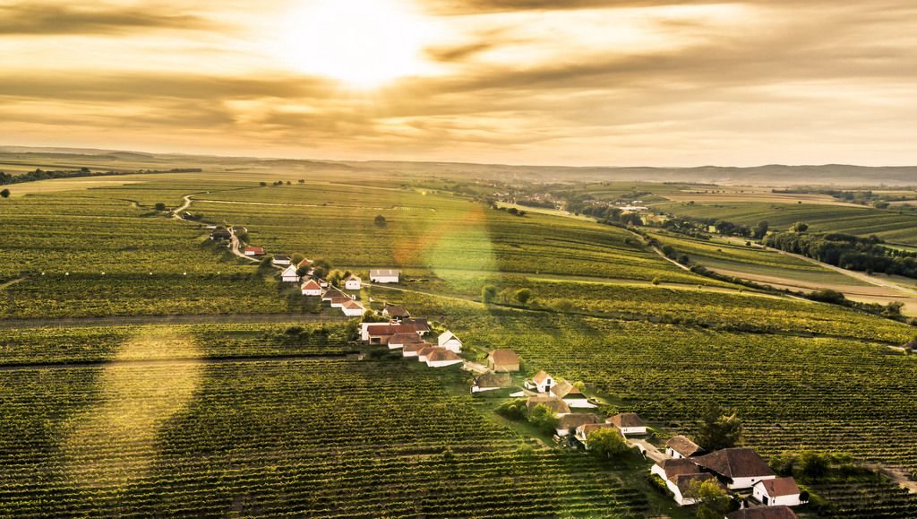 Luftaufnahme einer Kellergasse inmitten von Weinbergen bei Sonnenuntergang.