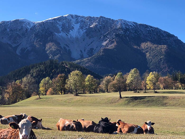 Kühe auf einer Wiese vor einem schneebedeckten Berg.