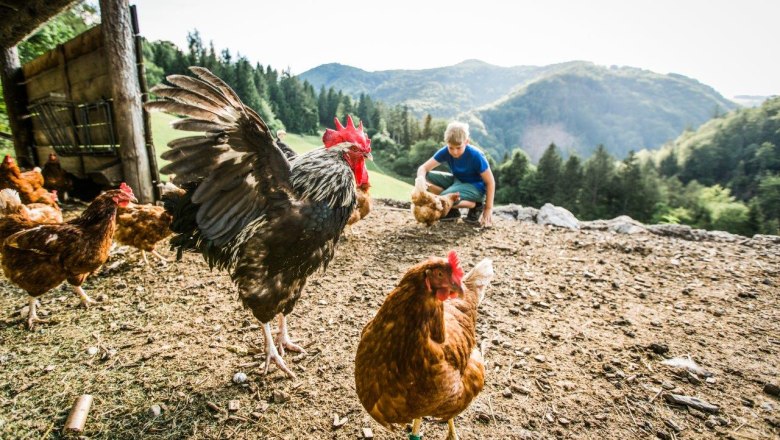 Urlaub am Zwergerlhof, &copy; schwarz-koenig.at