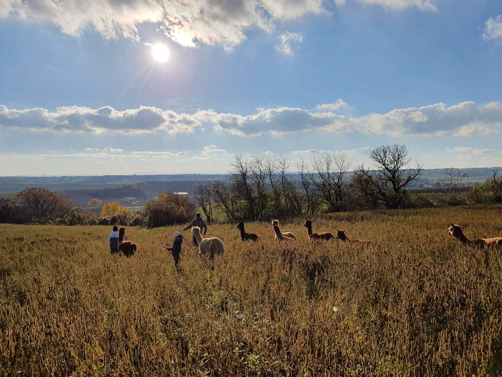 Alpakas auf einem Feld bei Sonnenschein mit Menschen im Hintergrund.