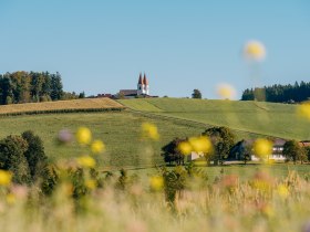 Landschaft mit Wallfahrtskirche mit zwei T&uuml;rmen und roten D&auml;chern auf einem H&uuml;gel und bl&uuml;henden Wiesen im Vordergrund.