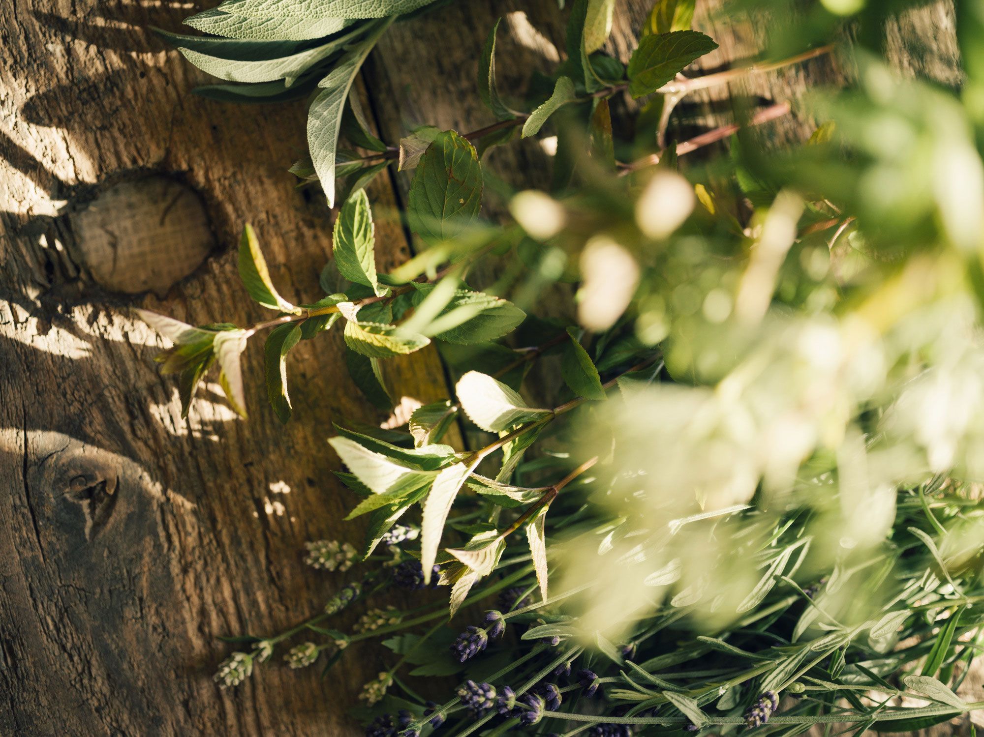 Frische Kräuter auf einem Holztisch in Sonnenlicht.