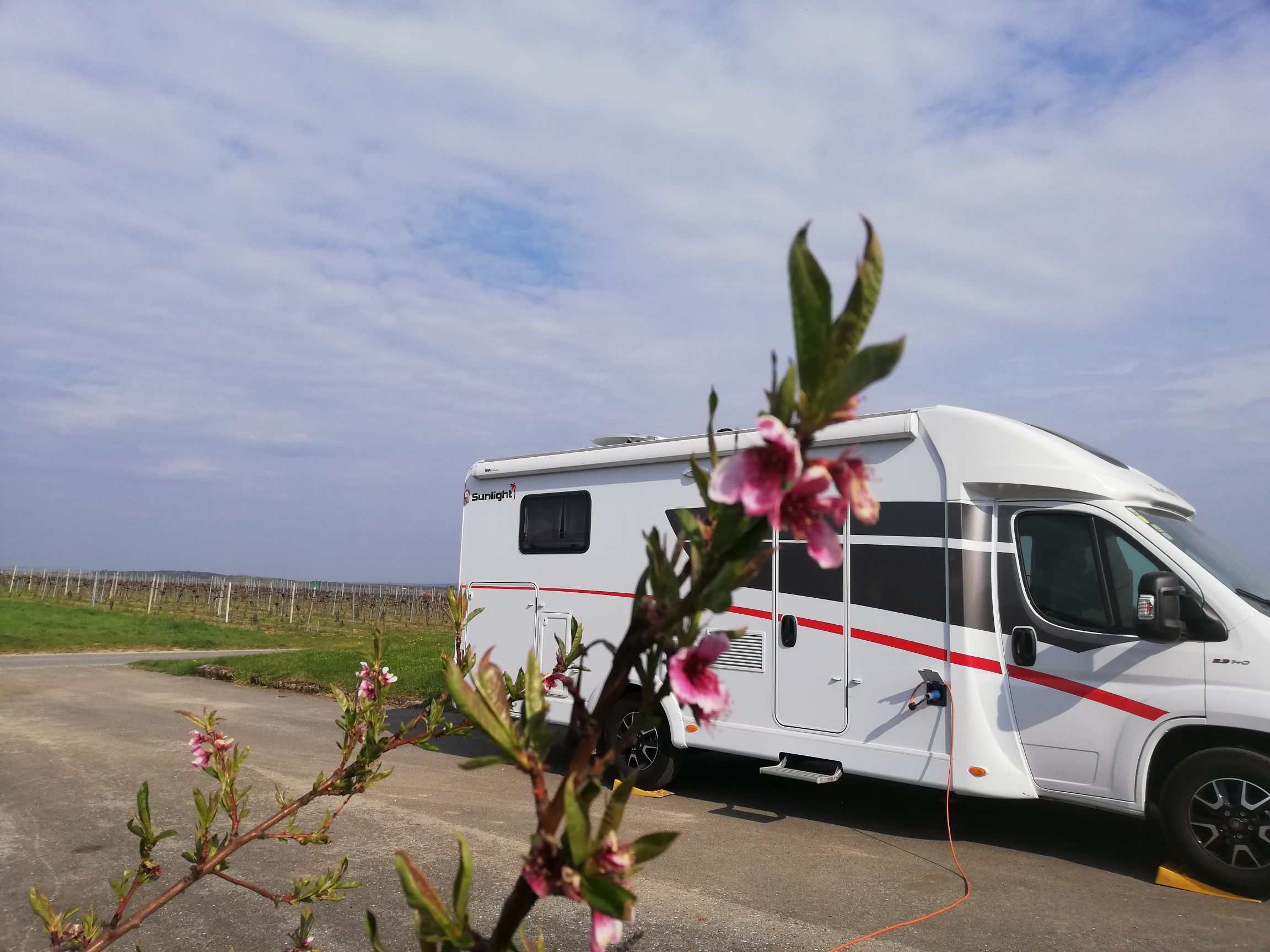 Wohnmobil auf einem Stellplatz mit blühendem Zweig im Vordergrund.