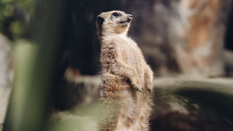 Tierpark Stadt Haag, &copy; Moststra&szlig;e, dochbodnliacht