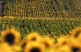 Ein gro&szlig;es Feld voller bl&uuml;hender Sonnenblumen, die in geordneten Reihen stehen und sich bis zum Horizont erstrecken.