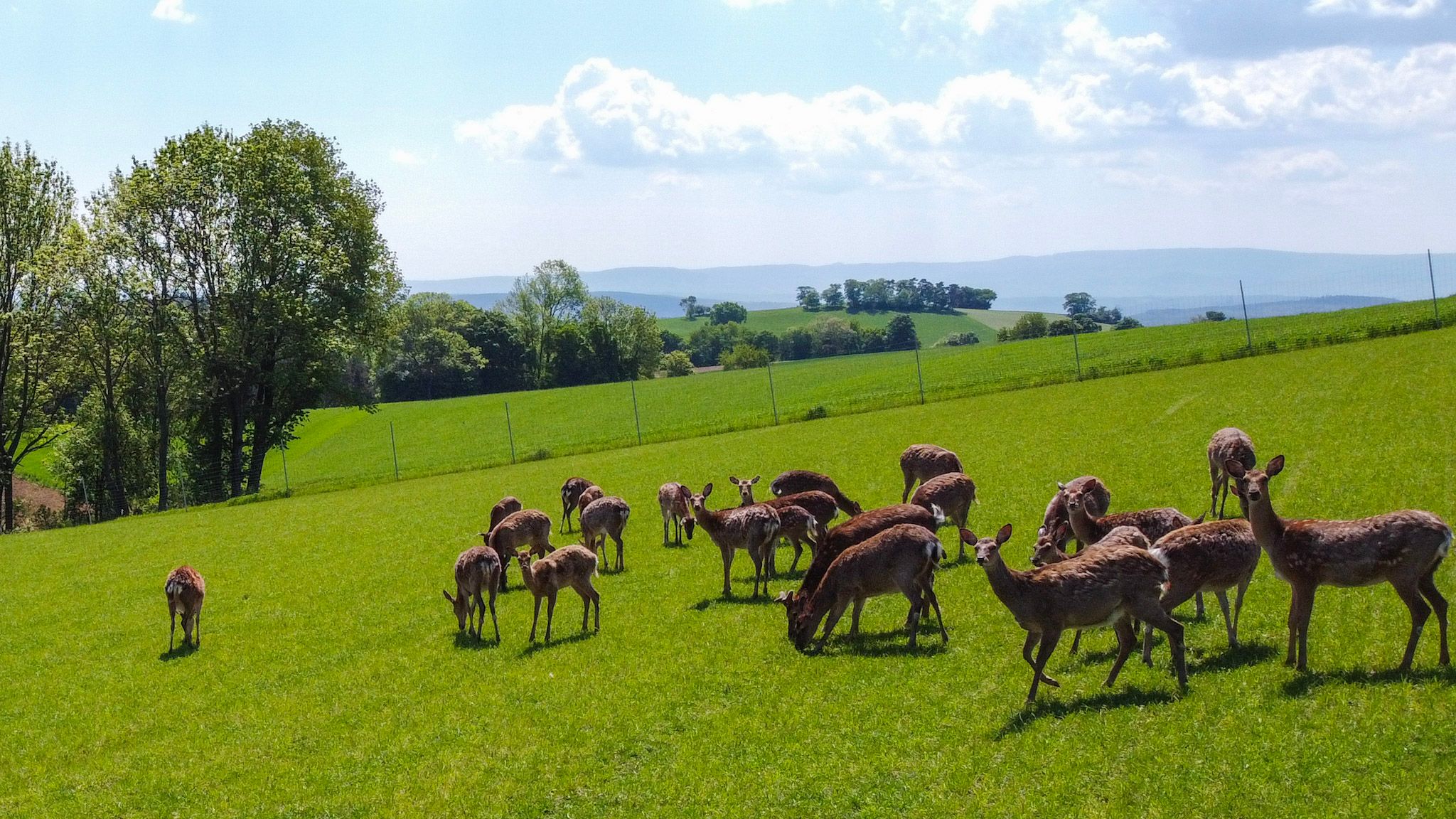 Sikawild auf einer grünen Wiese mit Bäumen und Feldern im Hintergrund.