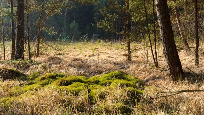 Ein sonniges Moorgebiet mit Bäumen und grünem Moos.