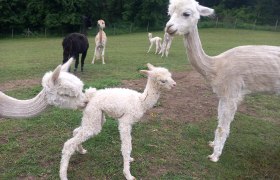 Alpkahof Klosterneuburg, © Alpakahof Klosterneuburg