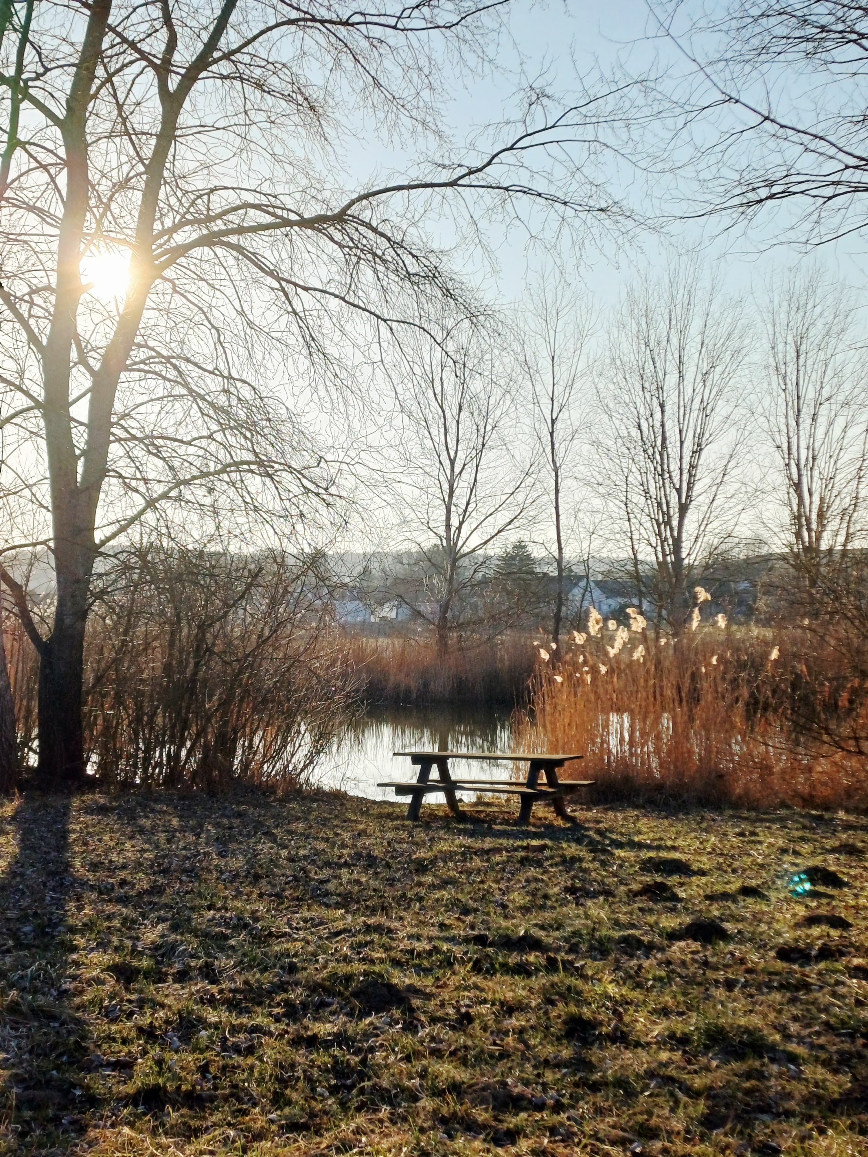 Ein Picknicktisch steht auf einer Wiese neben einem Teich, umgeben von kahlen Bäumen und Schilf. Die Sonne scheint durch die Äste.