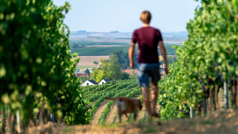 Eine Person und ein Hund gehen durch einen Weinberg mit Blick auf die Landschaft im Hintergrund.