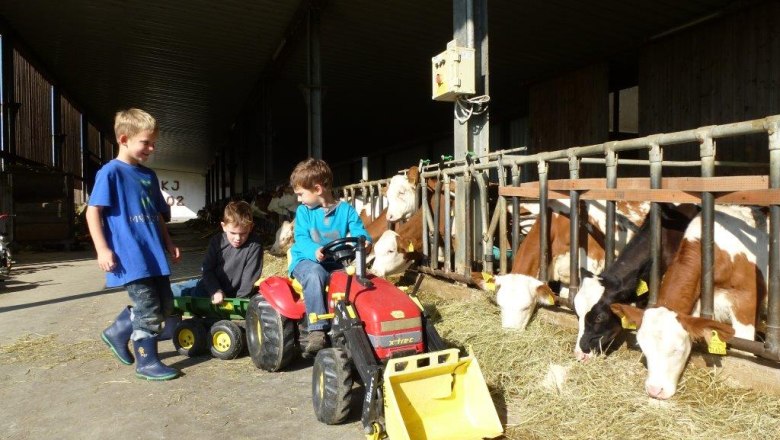 Kinder spielen im Stall mit Spielzeugtraktoren neben K&uuml;hen.