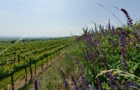 Weinberge, © Donau Niederösterreich - Kamptal-Wagram-Tullner Donauraum