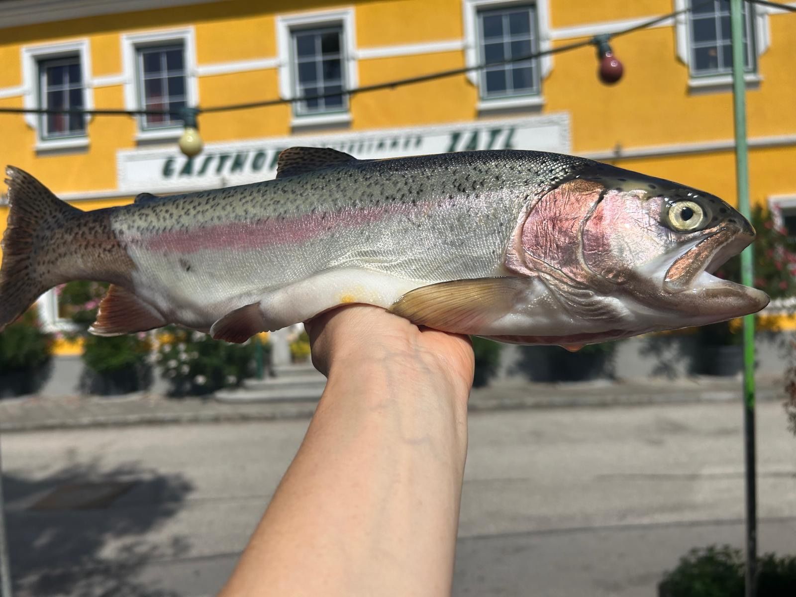 Frisch gefangene Forelle wird vor dem Gasthof Zatl von einer Hand präsentiert. 