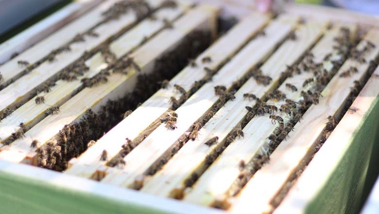 Kleine Helferlein, &copy; Bio Imkerei Bl&uuml;tenstaub