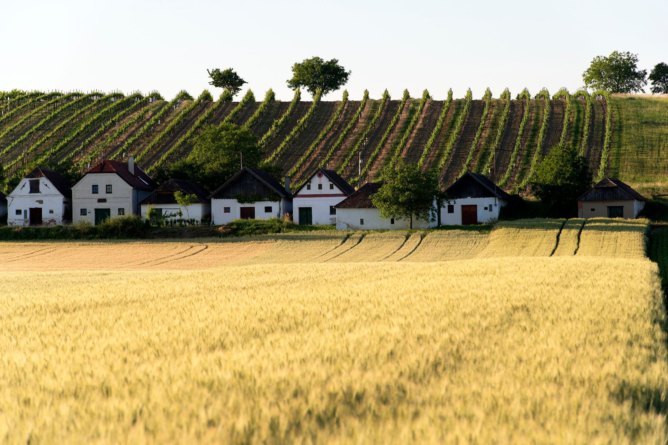 Reihen von Weinbergen hinter einer Reihe von kleinen Häusern, davor ein Weizenfeld.