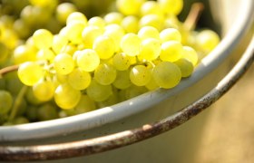 Weintrauben in der Schale, © Steve Haider