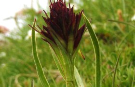 WANDERBLUME ST. AEGYD_17 - Kohlr&ouml;serlweg, &copy; Nordisches Zentrum St. Aegyd