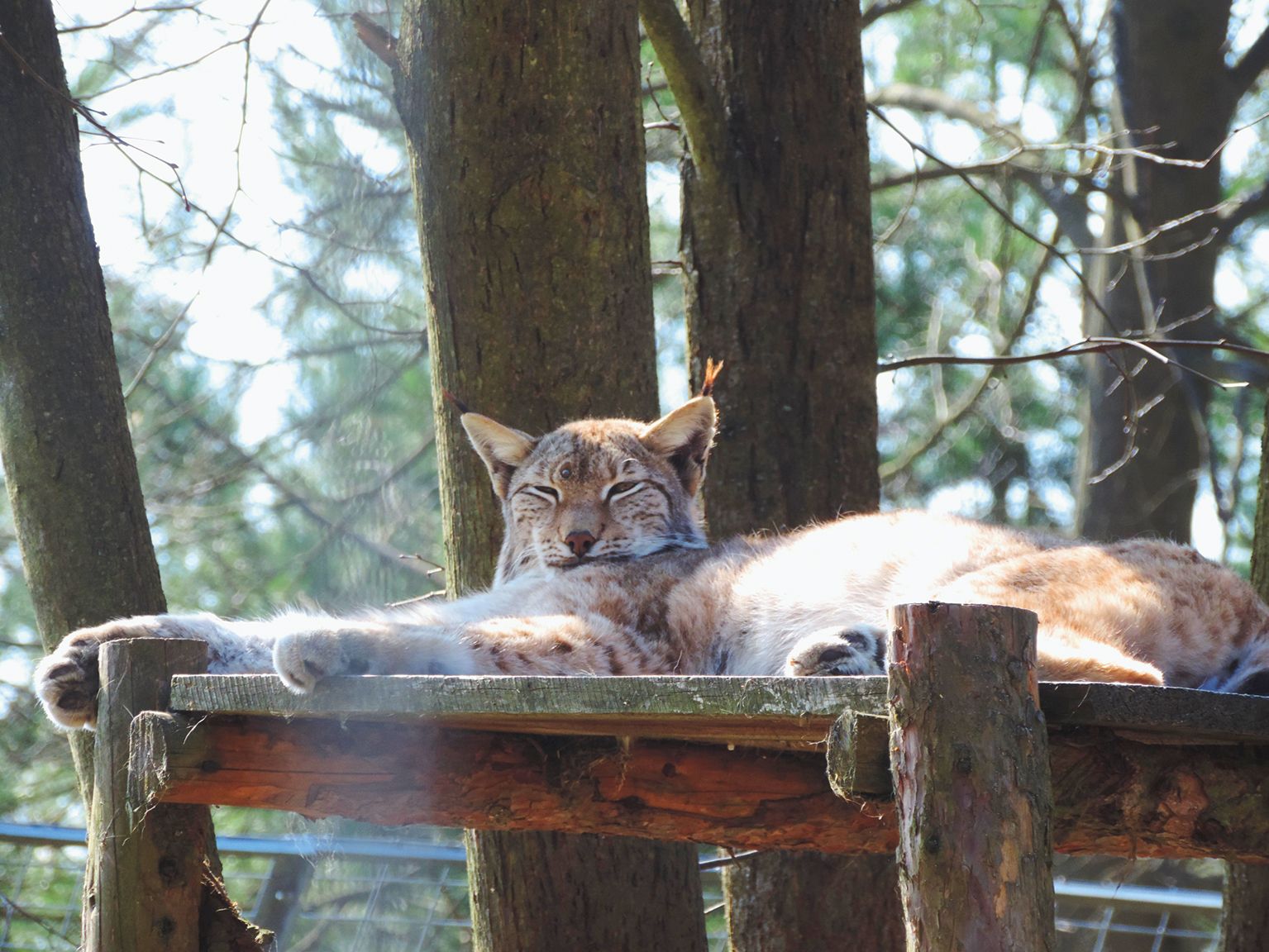 Ein Luchs liegt entspannt auf einer Holzplattform im Wald.