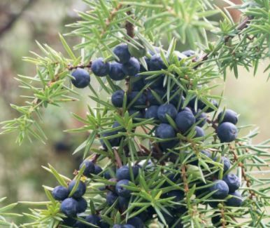 Wacholderbeeren