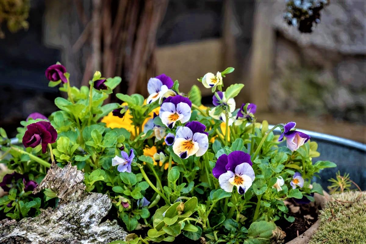 Bunte Stiefmütterchen in einem Gartenbeet.