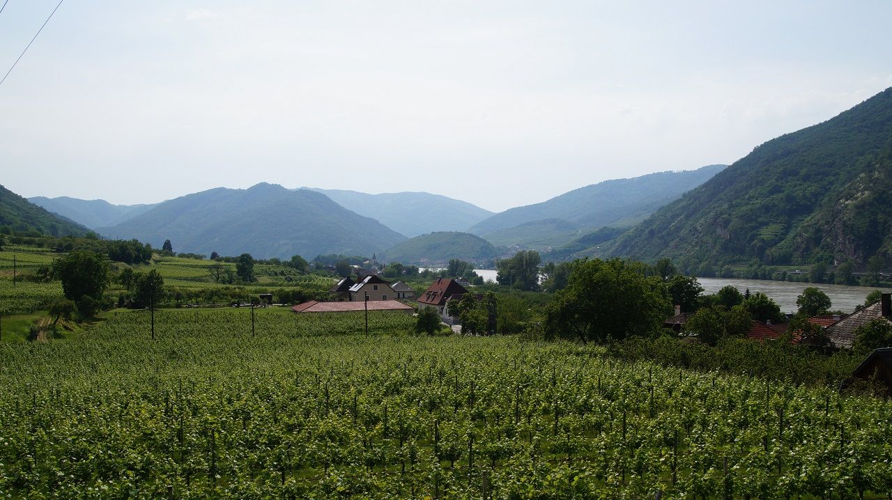 Weinberge mit Fluss und Bergen im Hintergrund.