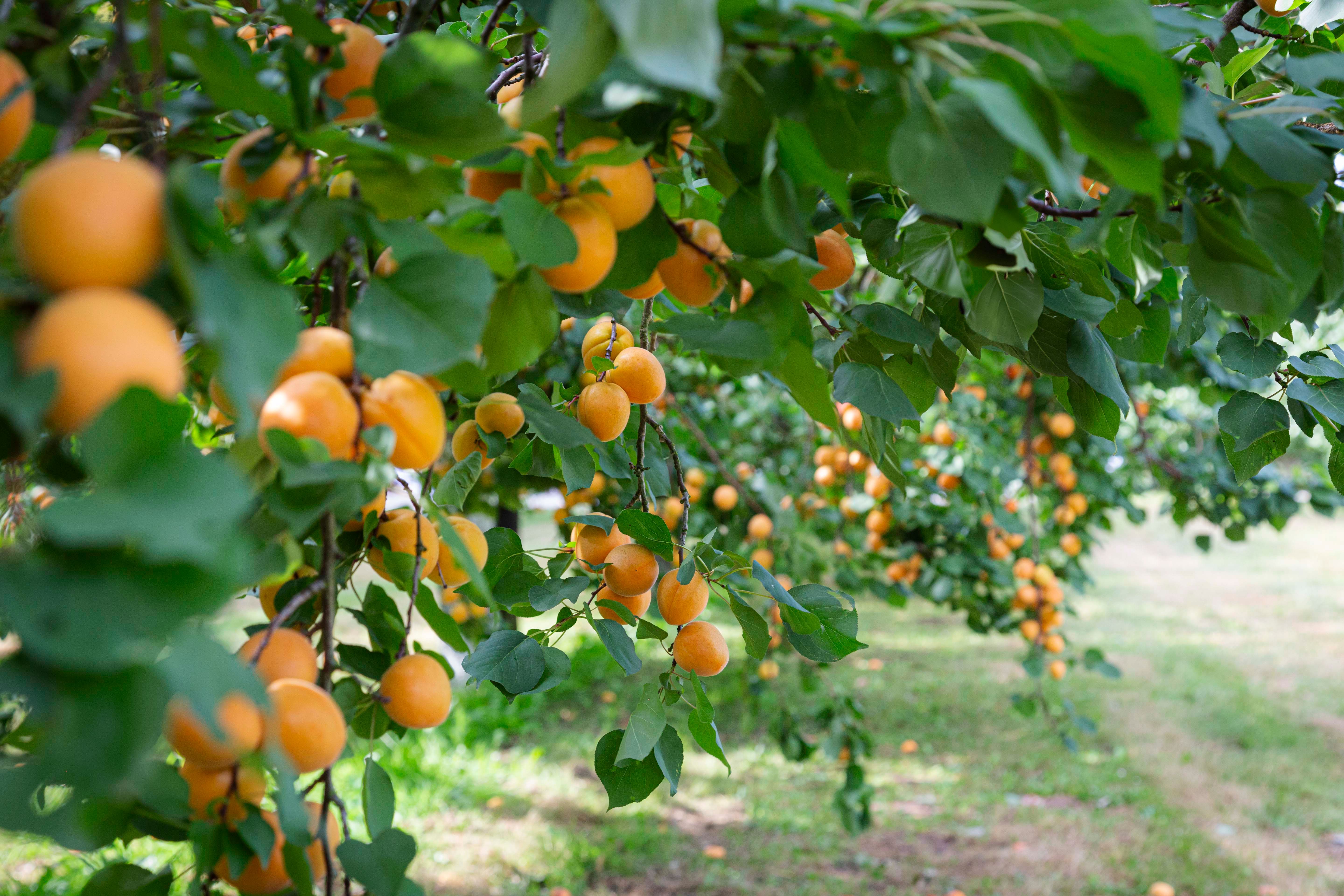 Prächtige Marillenbäume mit reifen Früchten inLillis Marillengarten