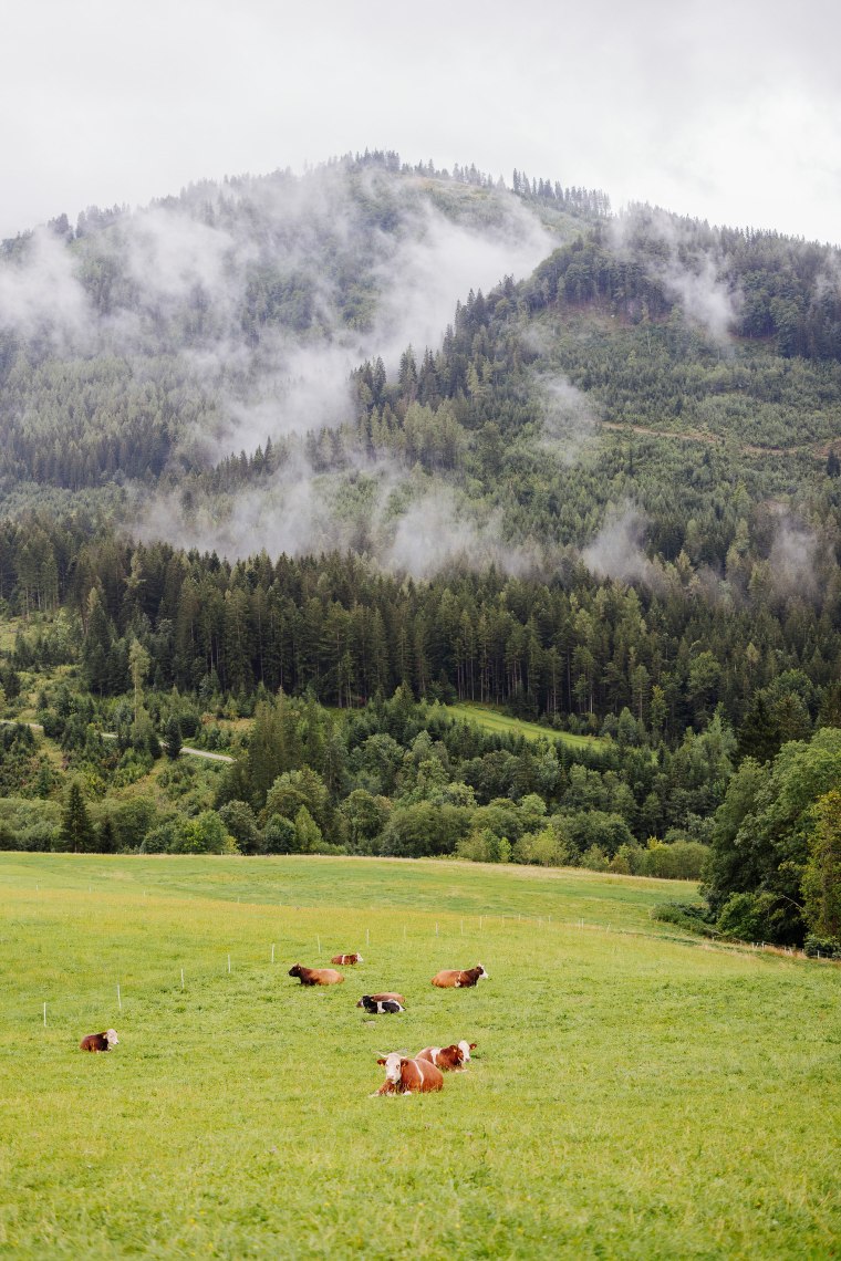 Alm mit Kühen und Berg Ötscher im Hintergrund