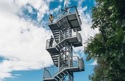 Nahaufnahme von roten Beeren an einem kahlen Ast mit Schnee im Hintergrund.