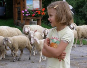 Viele Schafe warten darauf, gestreichelt zu werden, &copy; Althammerhof