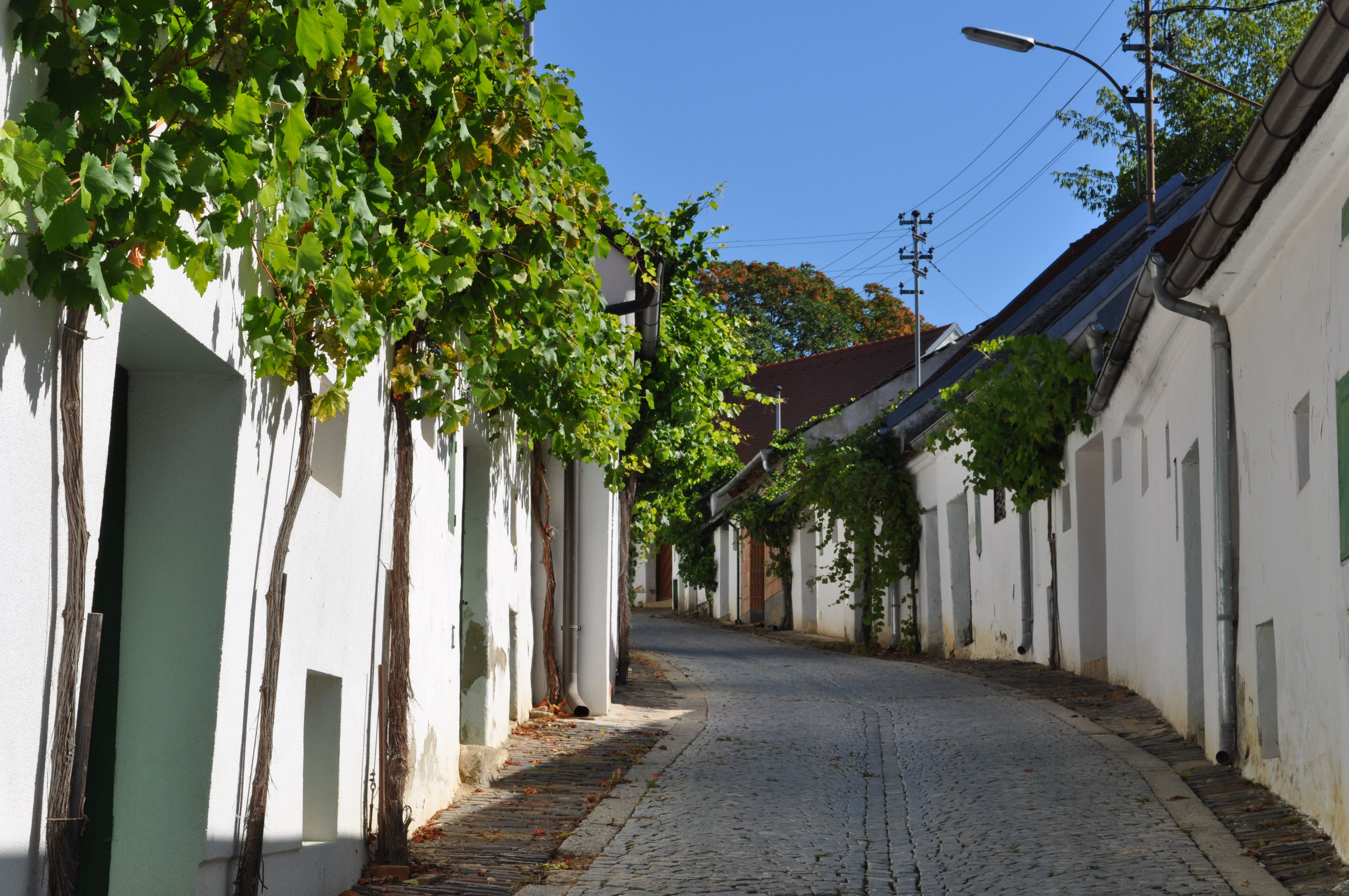 Eine gepflasterte Gasse mit weißen Häusern und Weinreben an den Fassaden unter blauem Himmel.