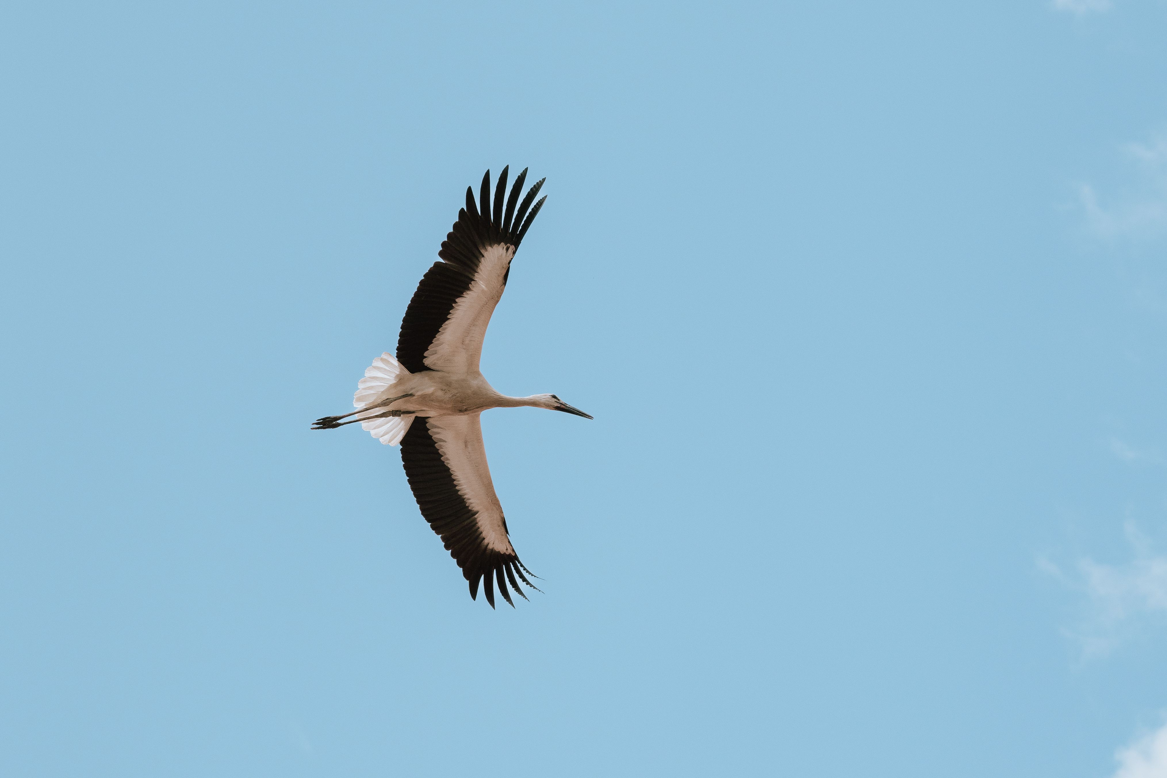 Ein Storch fliegt mit ausgebreiteten Flügeln am blauen Himmel.