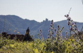 Inmitten der sanften H&uuml;gel bl&uuml;hen violette Wiesenblumen und verleihen der Landschaft einen Hauch von Magie. Die klare Luft und die majest&auml;tischen Berge im Hintergrund laden zu unvergesslichen Wanderungen ein. Hier, wo die Natur in voller Pracht erstrahlt, findet jeder Besucher sein pers&ouml;nliches Paradies.