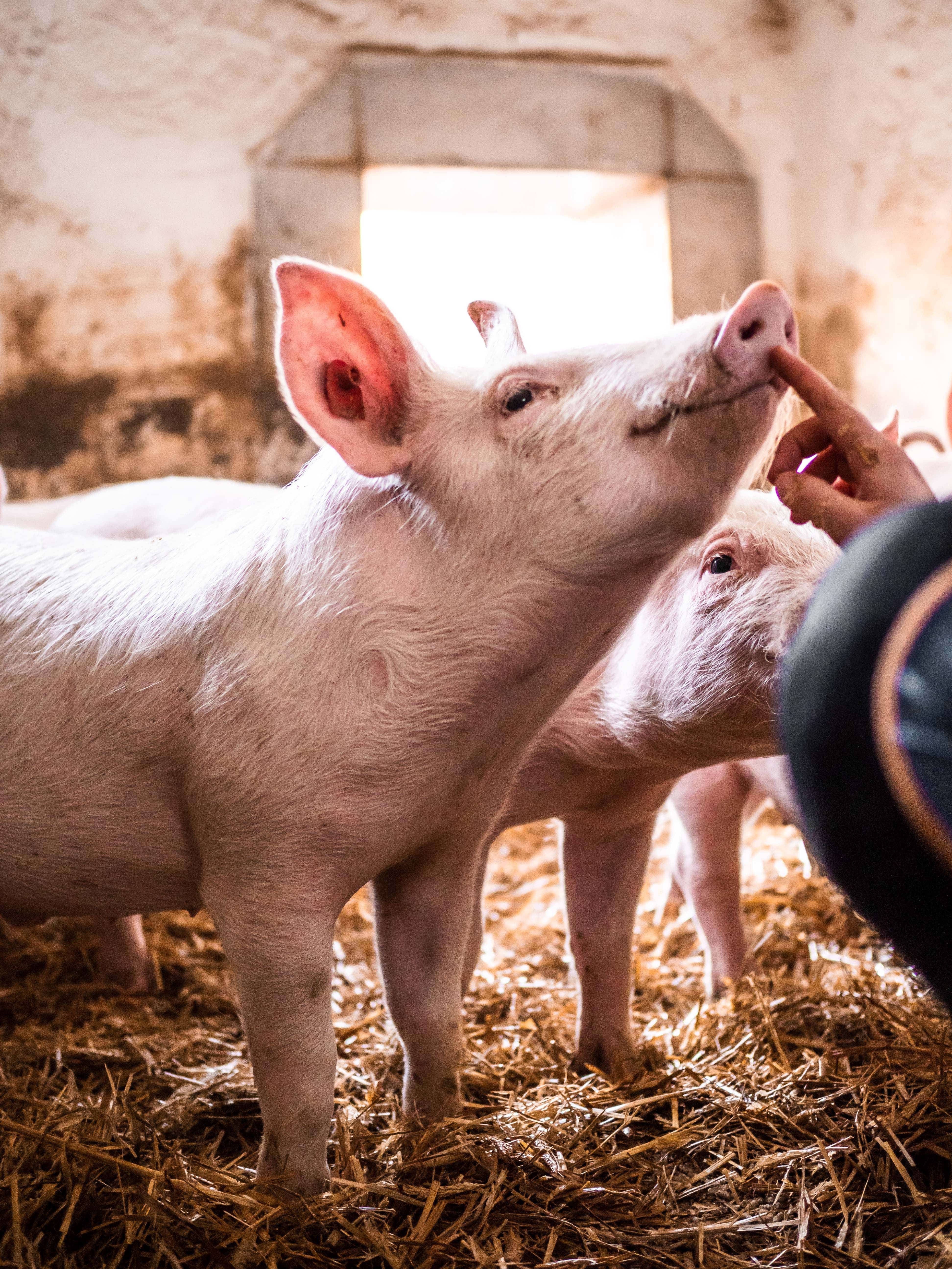 Schweine stehen auf Stroh in einem Stall, eines wird an de Schnauze gestreichelt.