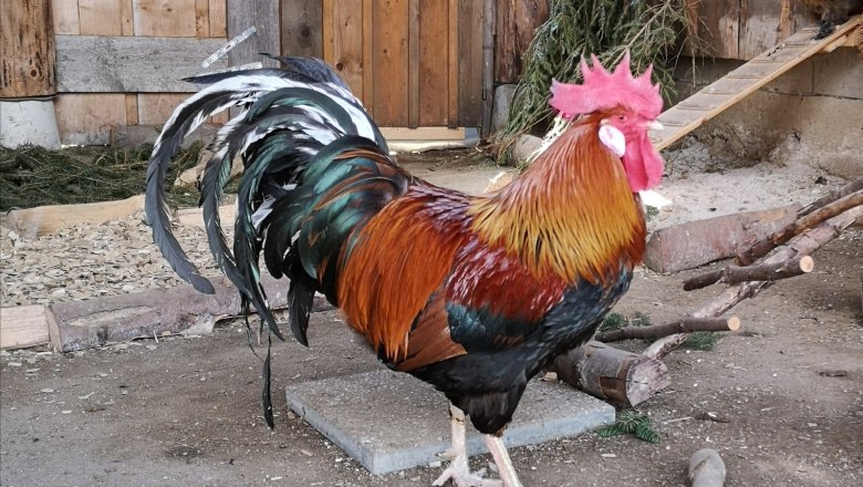 Hr. Friedl, &copy; Friedlhof