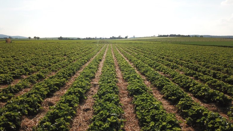 Erdbeeren & Spargel, &copy; Hollaus