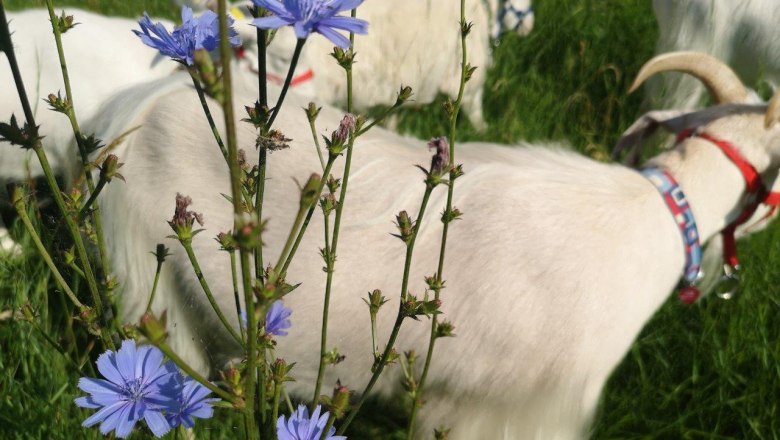 Wildkr&auml;utersafari, &copy; W.I.I.TT