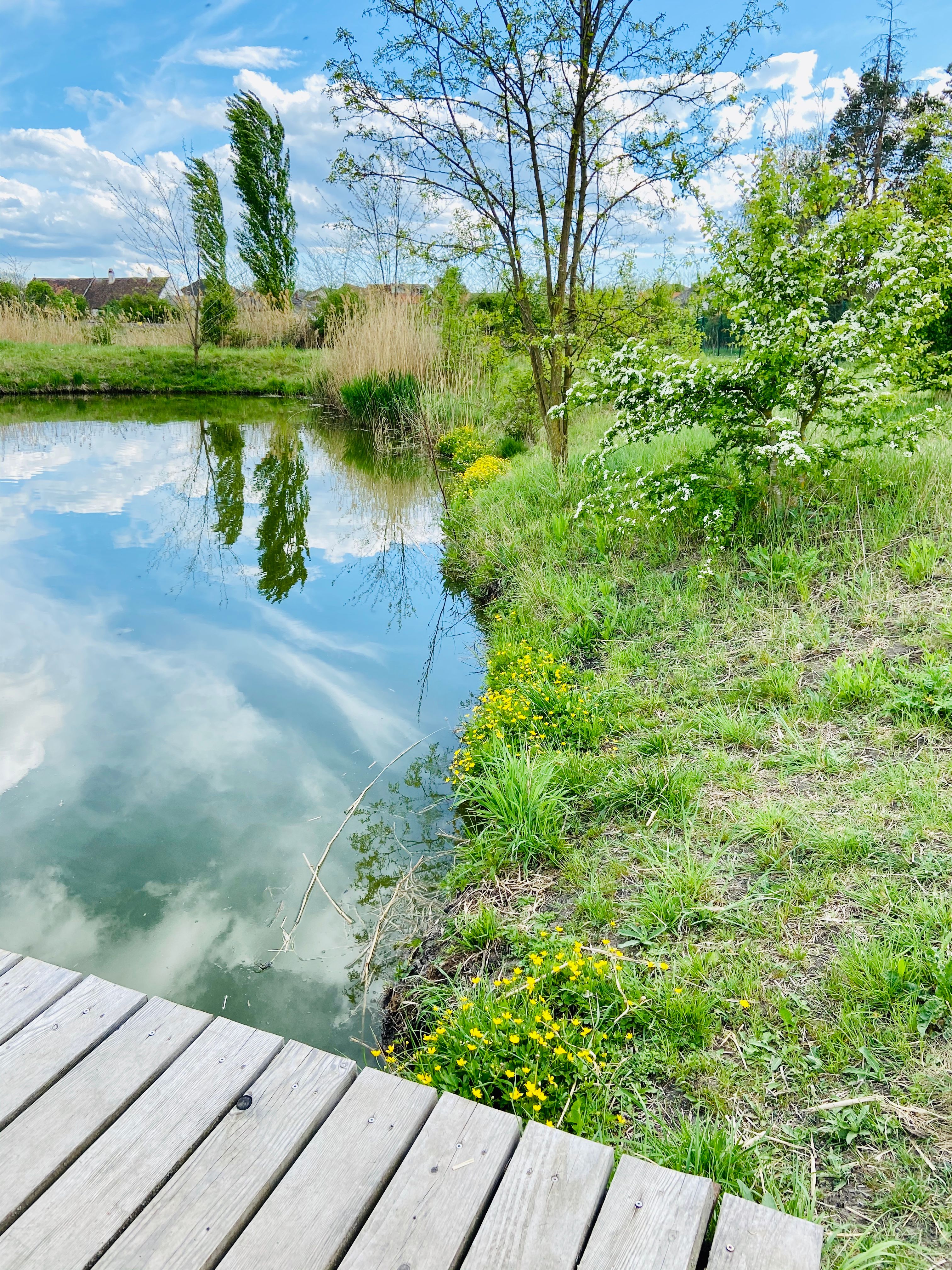 Ein Teich mit Holzsteg, umgeben von grüner Vegetation und blühenden Bäumen unter einem blauen Himmel.