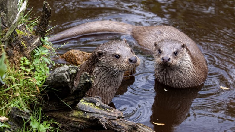 Fischotter im Naturpark Hochmoor Schrems, © Verein Naturparke Niederösterreich/NuP Hochmoor Schrems