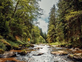 Ein sanfter Fluss schlängelt sich durch eine üppige, grüne Landschaft, umgeben von hohen, majestätischen Bäumen. Das Licht bricht durch das Blätterdach und zaubert ein Spiel aus Schatten und Licht auf den Boden. Hier, in der Stille der Natur, findet man den perfekten Ort für eine Auszeit und um die Schönheit der Umgebung zu genießen.