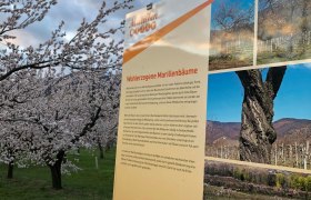 Infotafel Wohlerzogen auf der Marillenmeile in Rossatz-Arnsdorf, &copy; Donau N&Ouml; Tourismus/JS
