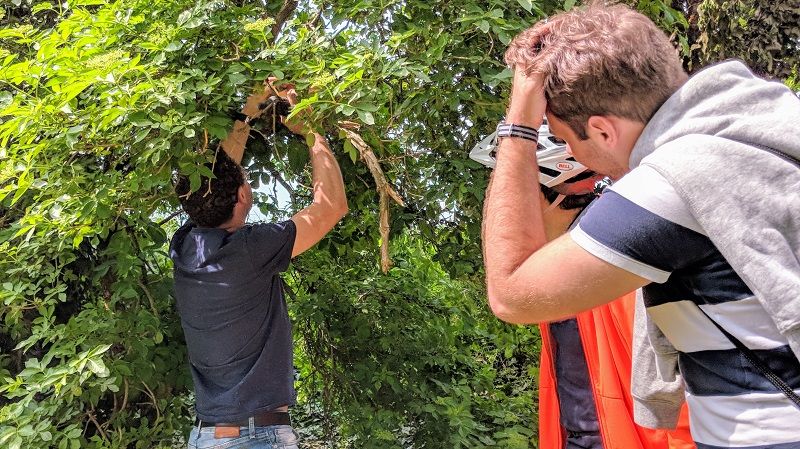 Personen suchen in einem Baum nach einem Geocache.