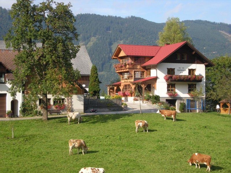 Bauernhof mit Kühen auf einer Wiese vor einem traditionellen Haus in den Alpen.