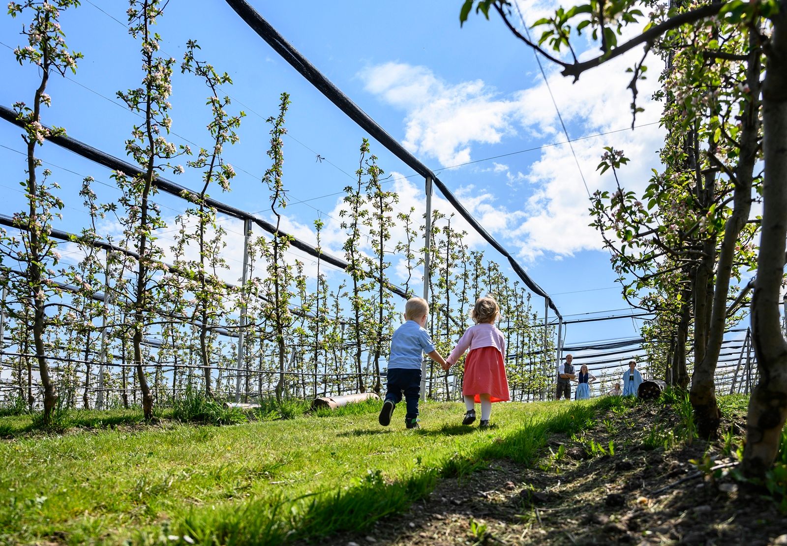 Zwei Kinder laufen Hand in Hand durch einen Obstgarten mit blühenden Bäumen unter blauem Himmel.