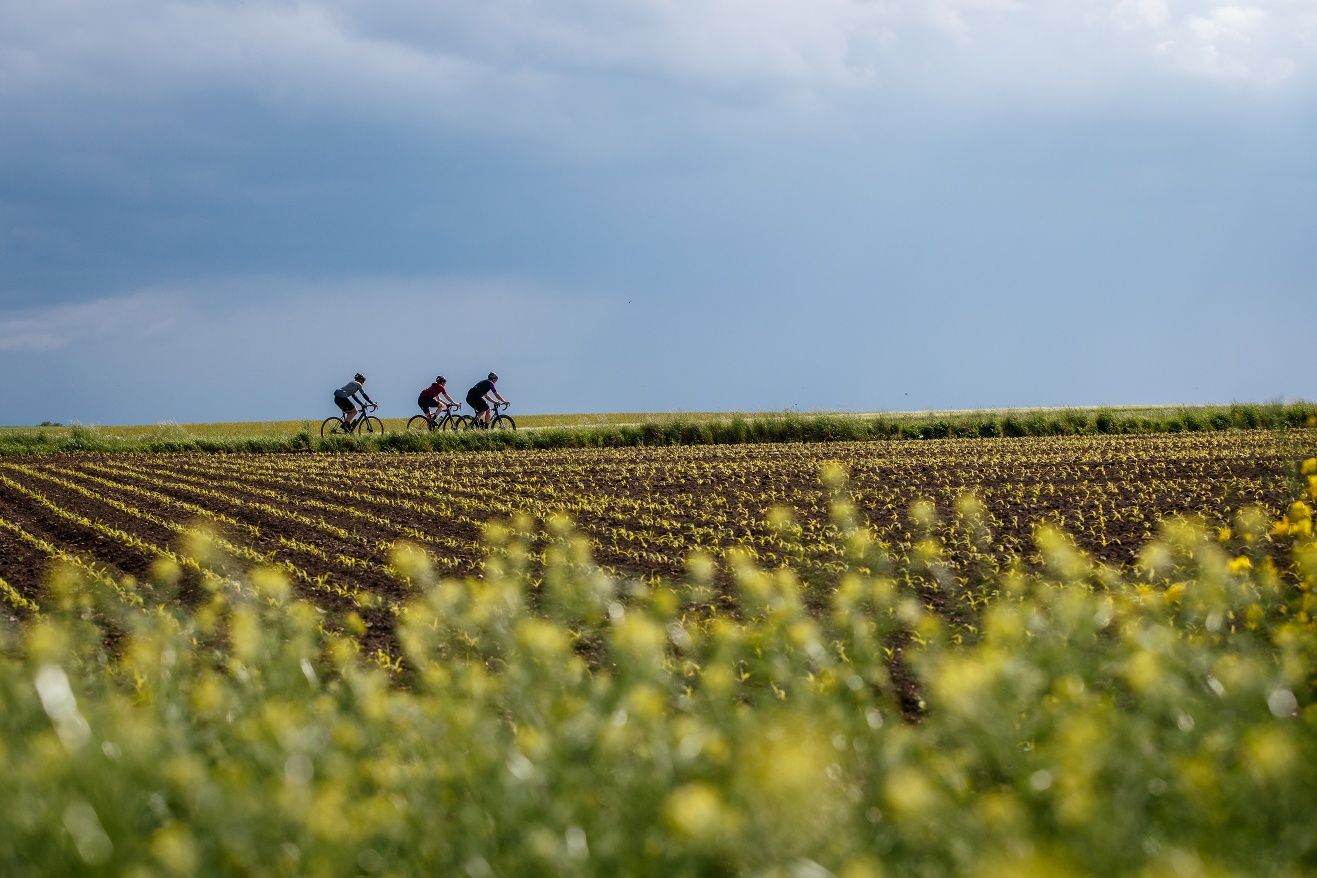Pankraz-Radweg durch Weinberge