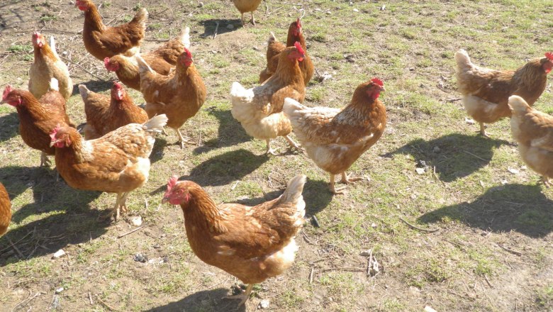 Wer macht mit bei der Suche nach den frisch gelegten Eiern?, &copy; Arkadenhof