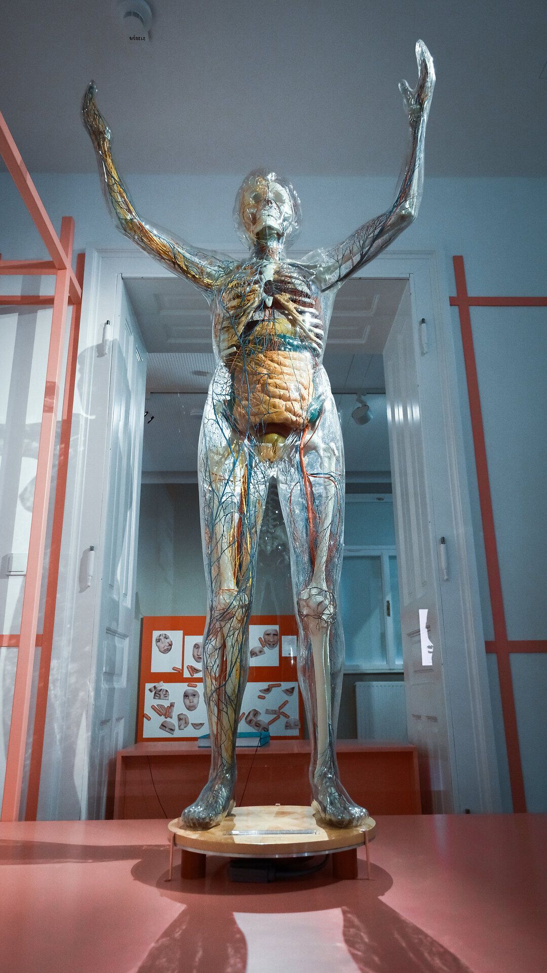 Transparente menschliche Figur mit sichtbaren Organen und Gefäßsystem als Ausstellungsobjekt der Niederösterreichischen Landesausstellung 2026, frontal inszeniert in einem Raum mit grafischen Elementen.