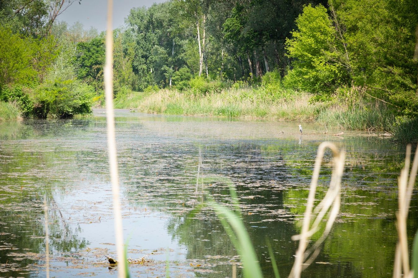Ein ruhiger Flusslauf in einem Auwald mit üppiger Vegetation und einem Reiher am Ufer.